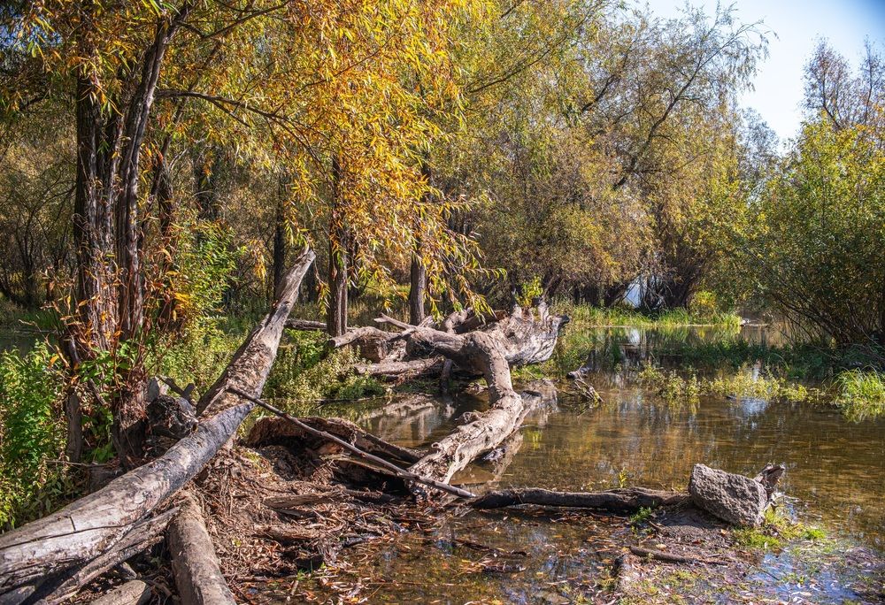 Осень