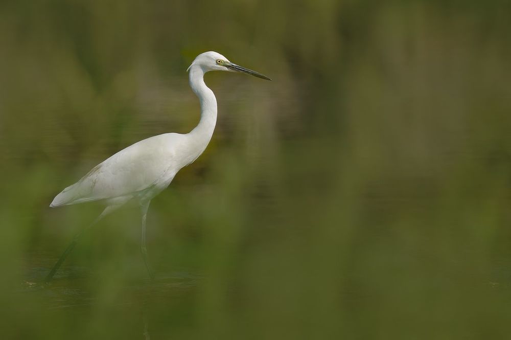 Egretta garzetta