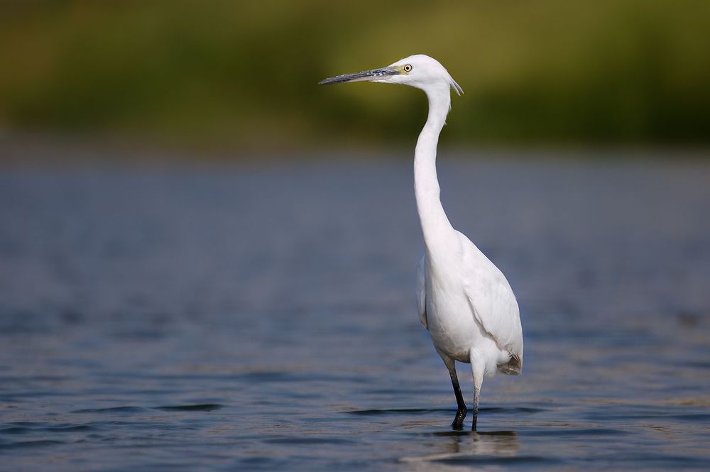 Egretta garzetta