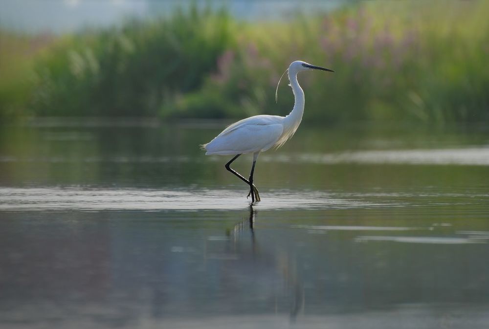 Egretta garzetta