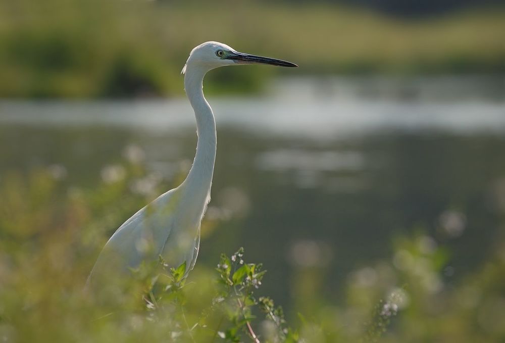 Egretta garzetta