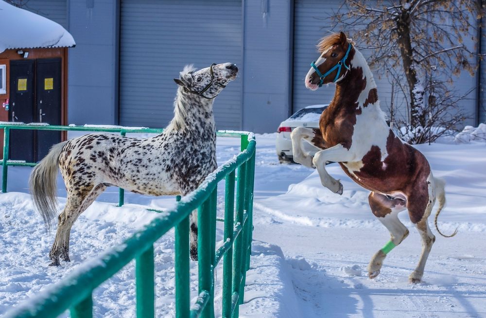 Лошади