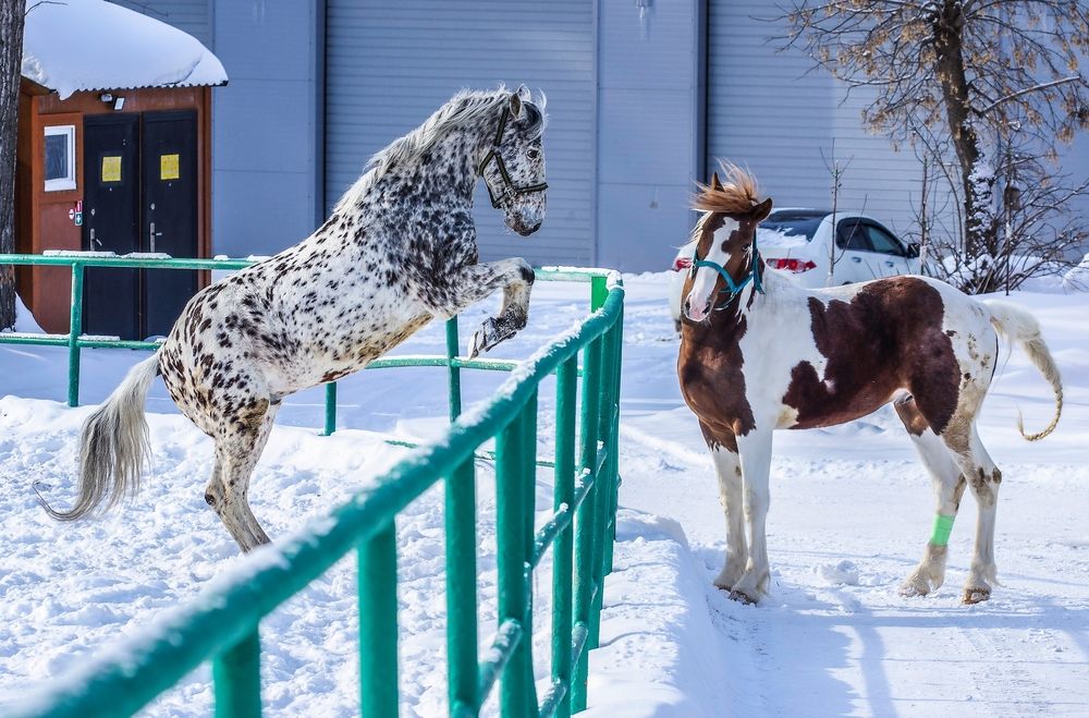 Лошади