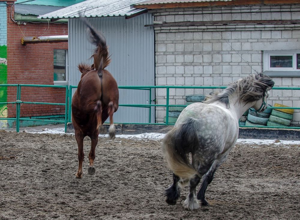 Лошади