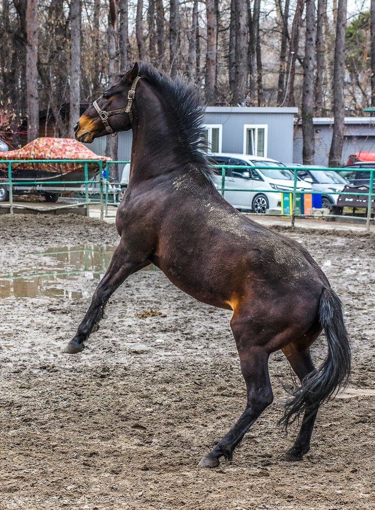 Лошади
