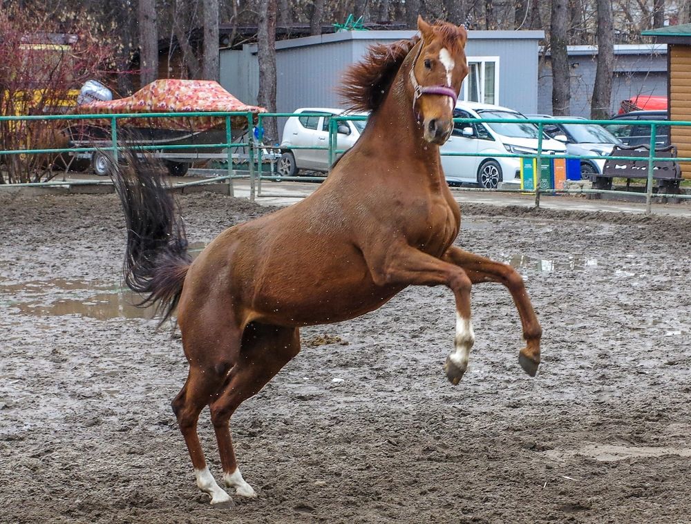 Лошади