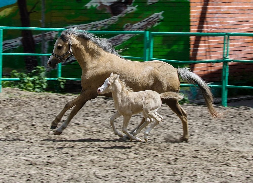 Копытные