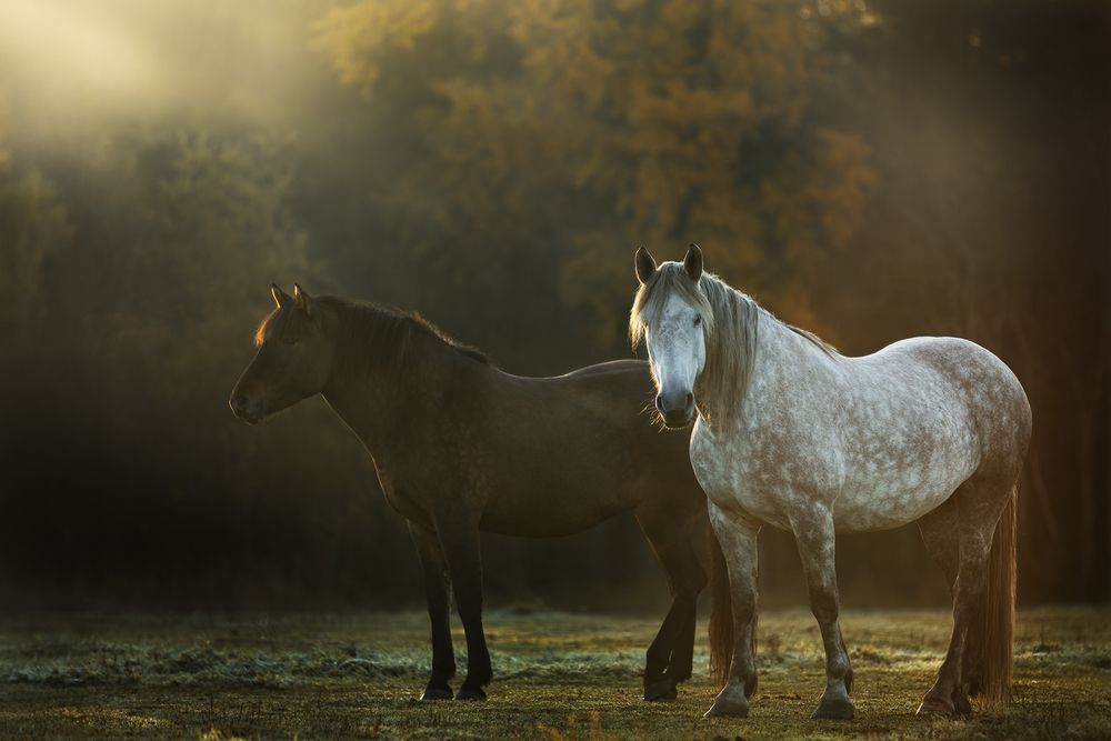 Horses
