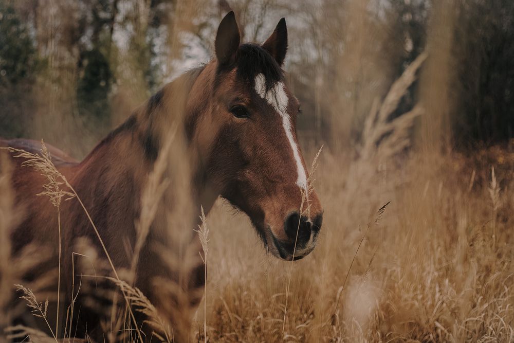 Horses