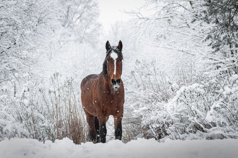 Horses