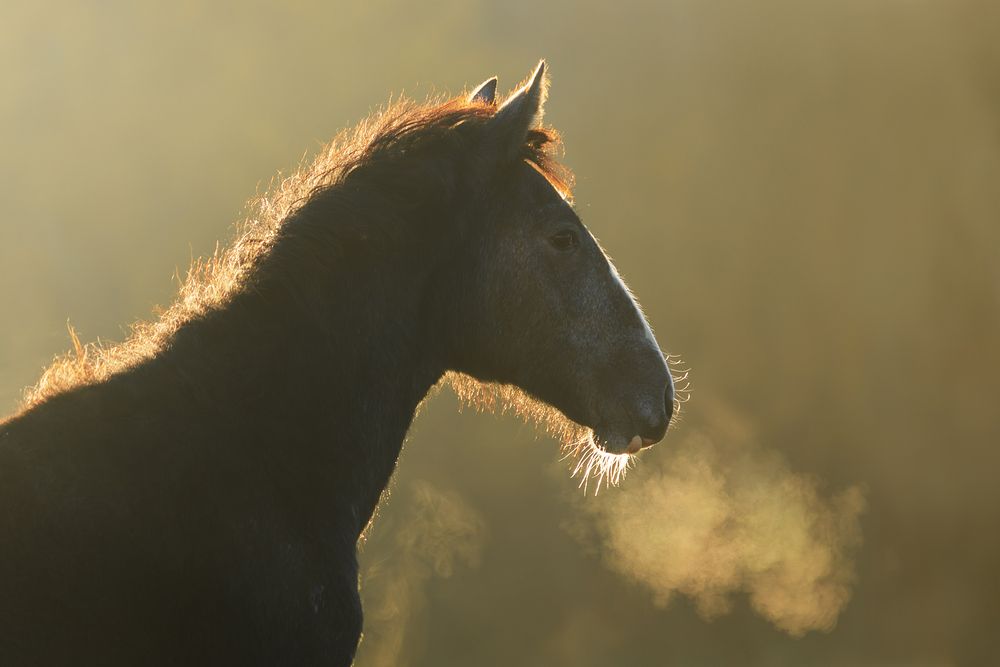 Horses