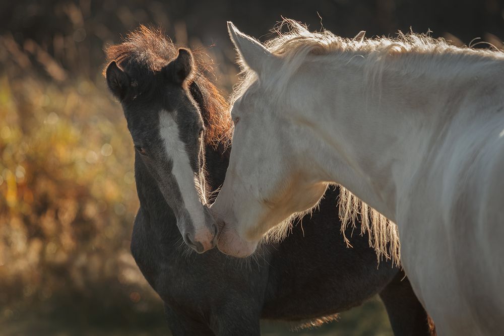 Horses