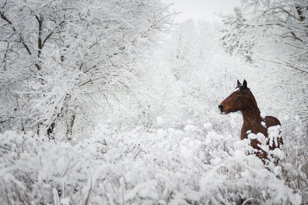 Horses