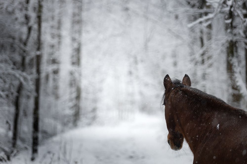 Horses