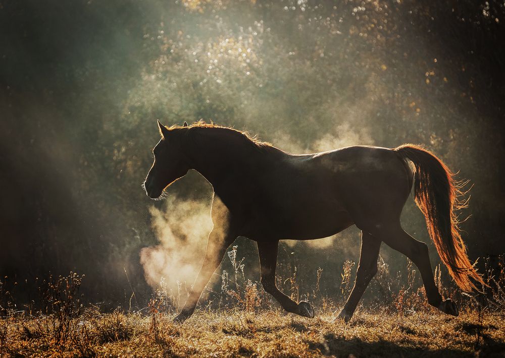 Horses