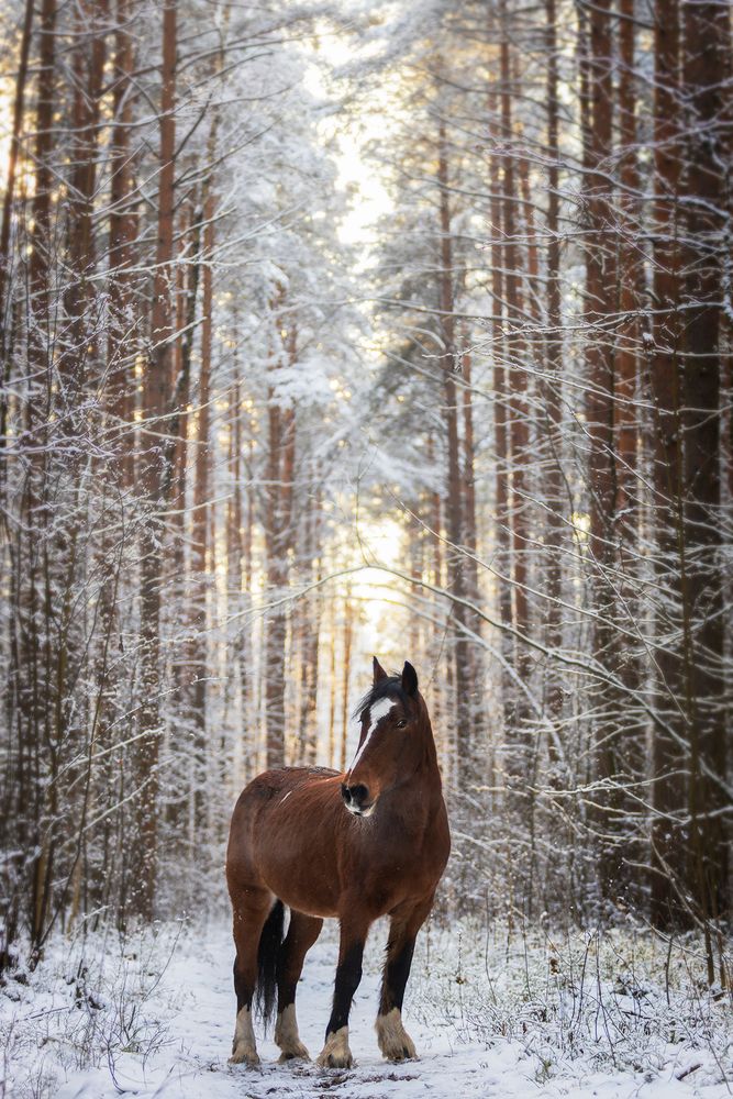 Horses