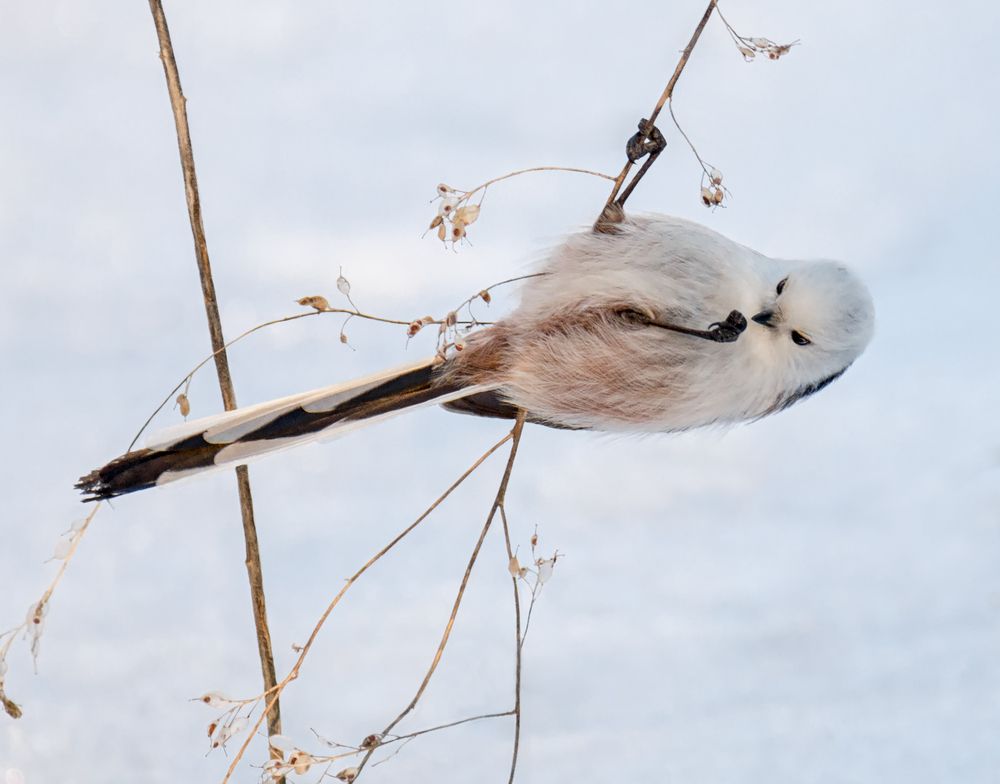 Семечка упала. ( 4 ФОТО)