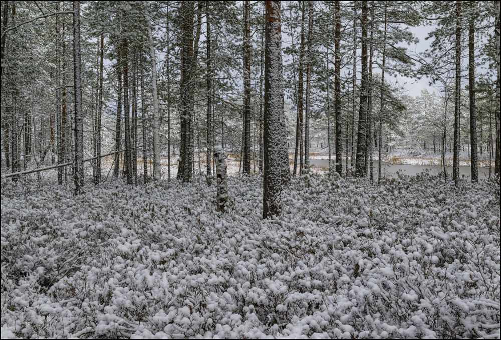 Первый снег в черничном лесу