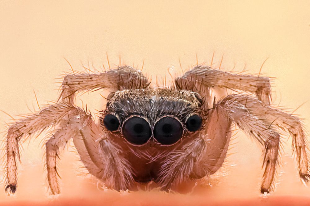 Macro Spider Portrait
