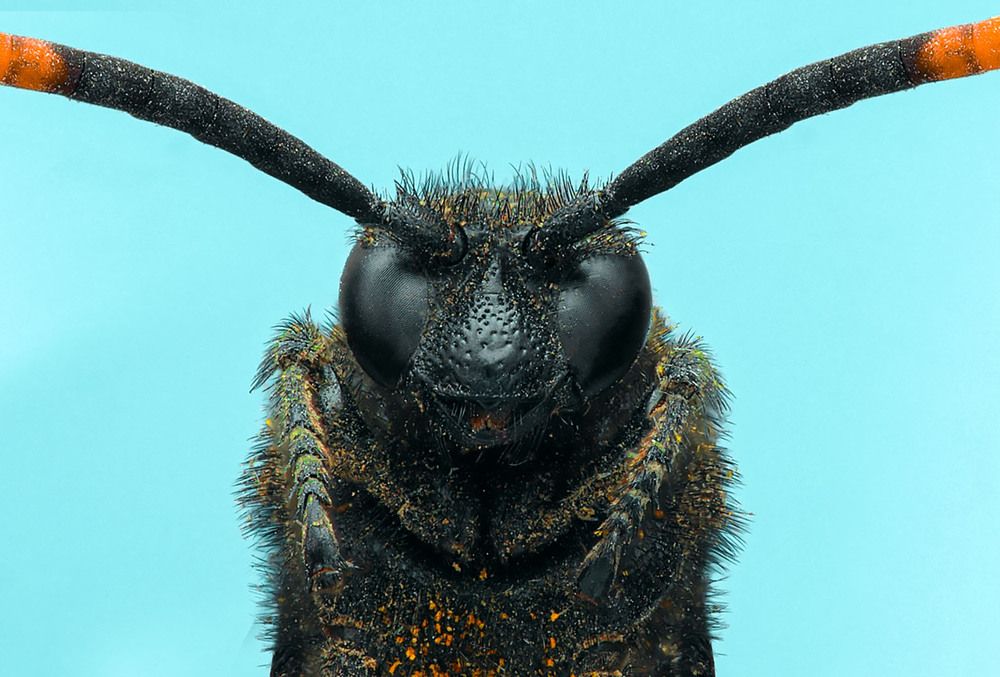 Macro Spider Portrait
