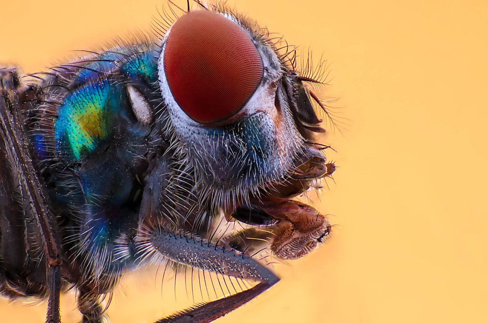 Macro Spider Portrait