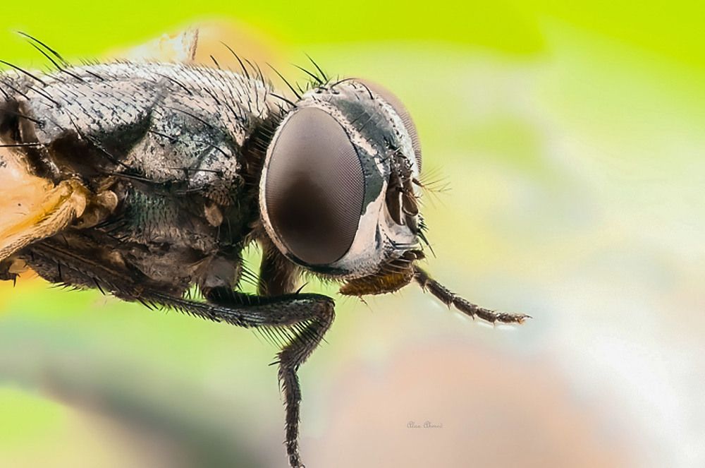 Macro Spider Portrait
