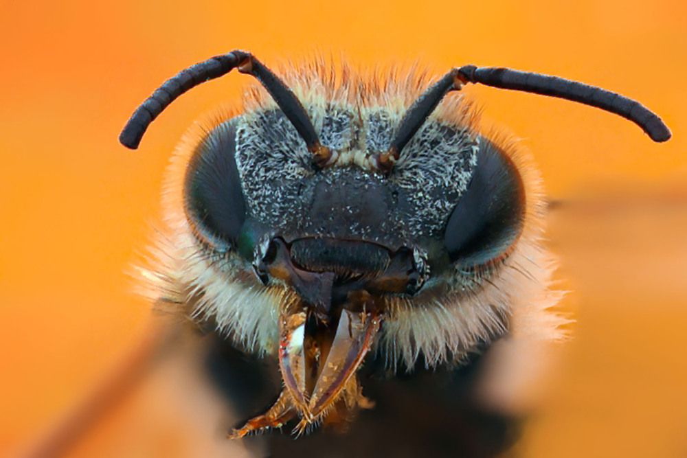 Macro Spider Portrait