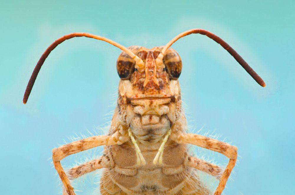 Macro Spider Portrait
