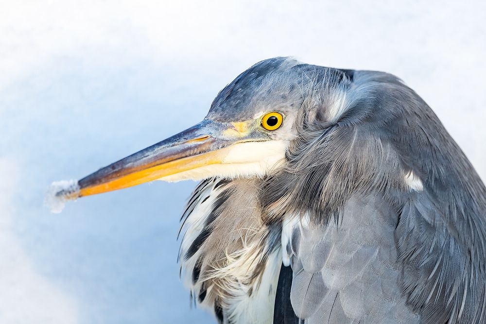 Серая цапля (Ardea cinerea).
