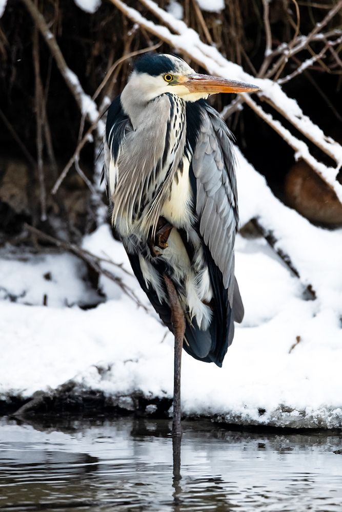 Серая цапля (Ardea cinerea).
