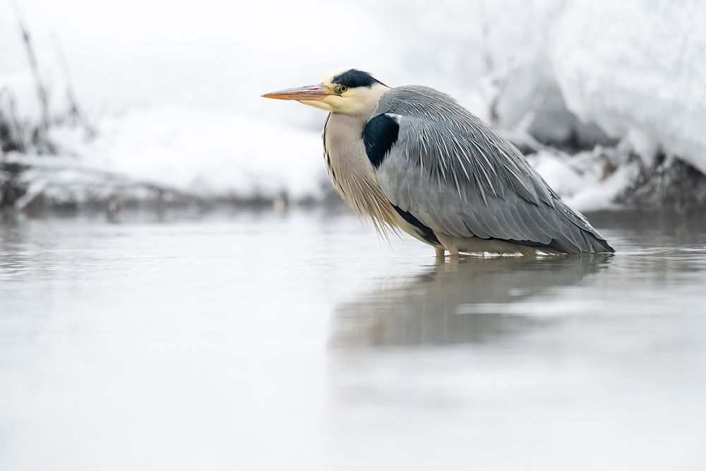 Серая цапля (Ardea cinerea).