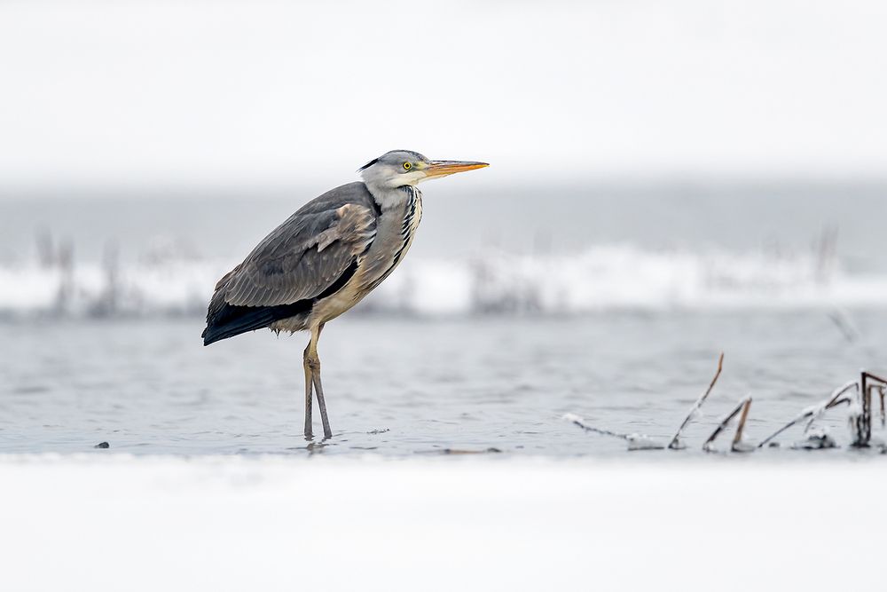 Серая цапля (Ardea cinerea).