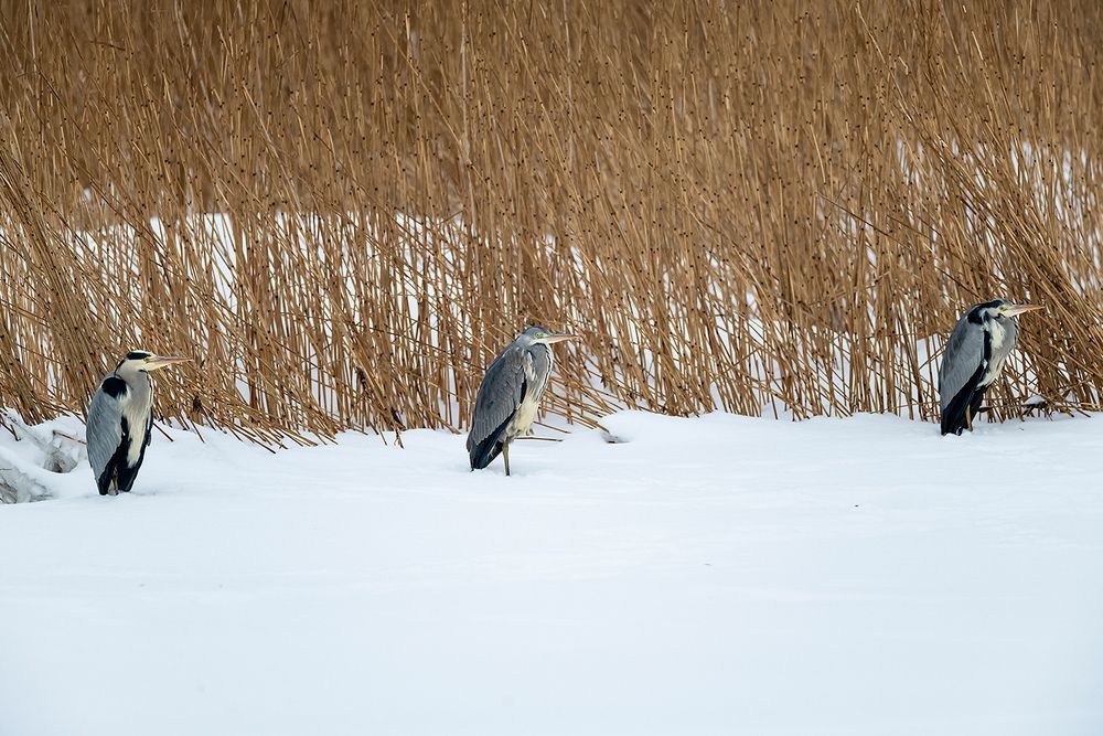 Серая цапля (Ardea cinerea).