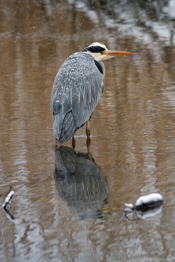 Серая цапля (Ardea cinerea).
