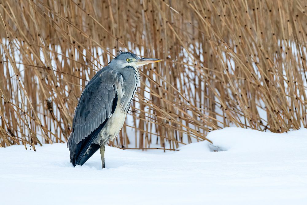 Серая цапля (Ardea cinerea).
