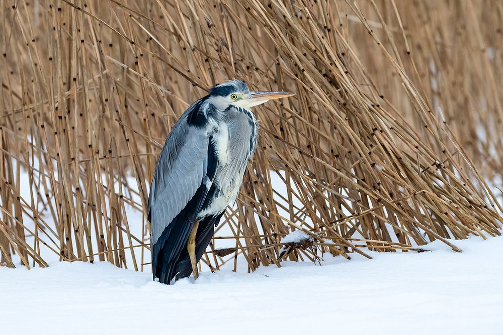 Серая цапля (Ardea cinerea).