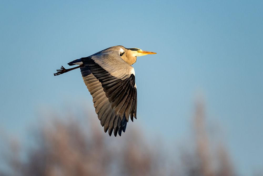 Серая цапля (Ardea cinerea).