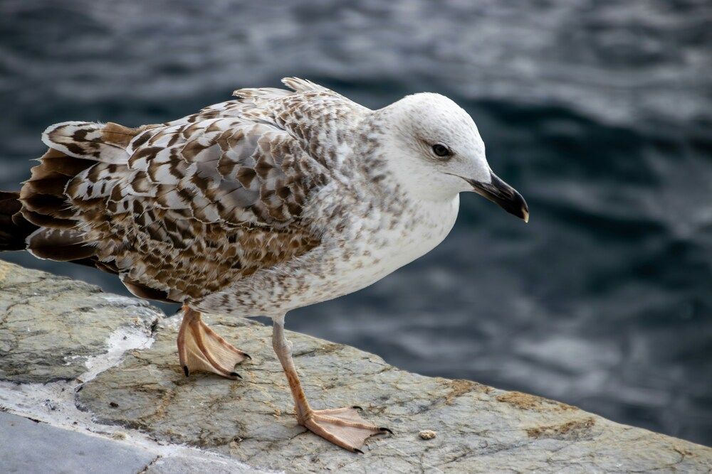 Photo 2964714