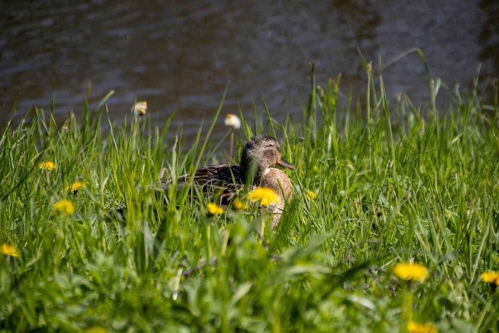 Photo 2964715