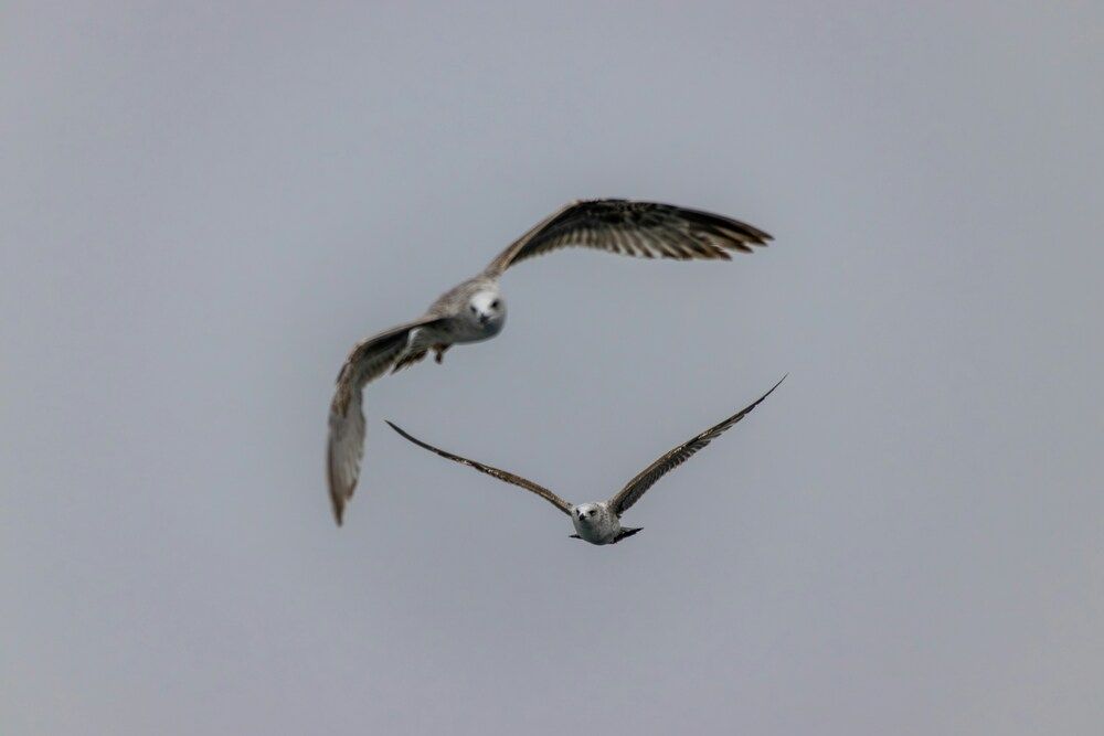 Photo 2964717