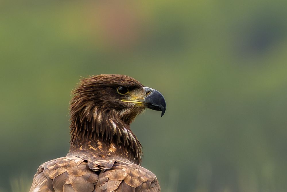 The Wildlife of Bulgaria