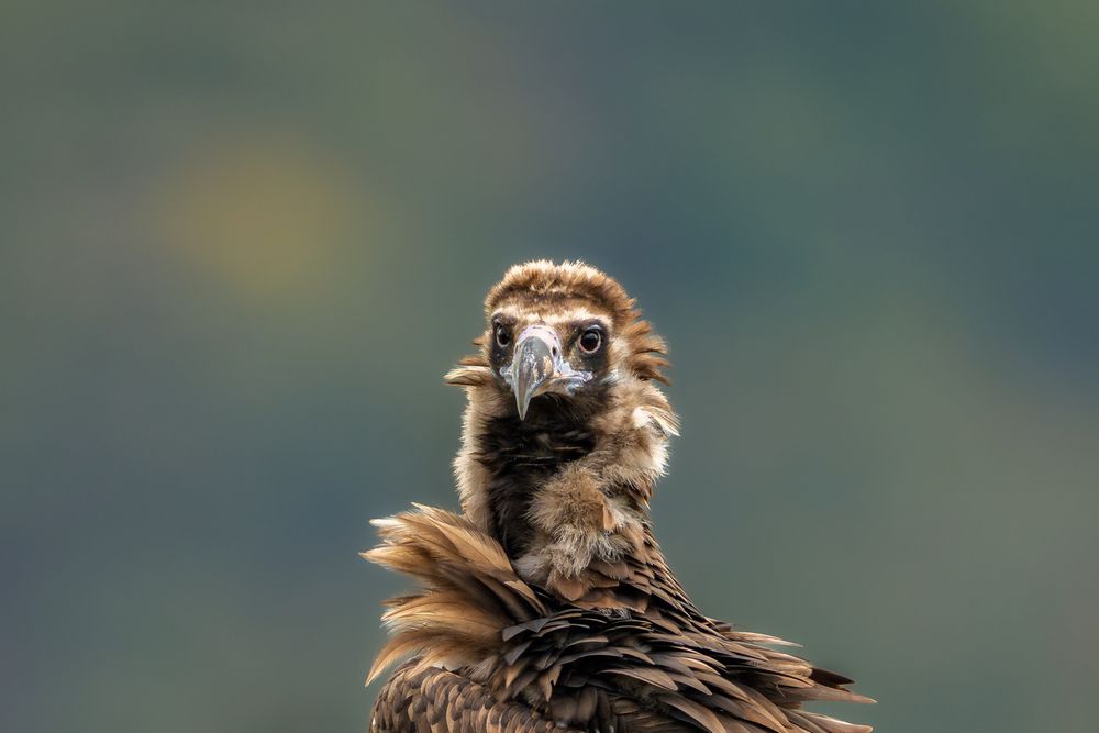 The Wildlife of Bulgaria