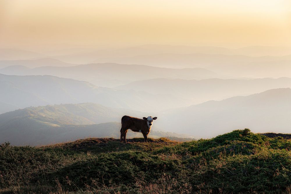 The Wildlife of Bulgaria