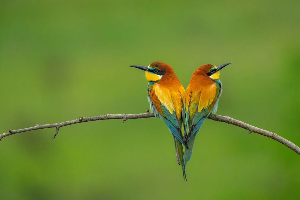 The Wildlife of Bulgaria