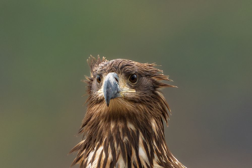 The Wildlife of Bulgaria