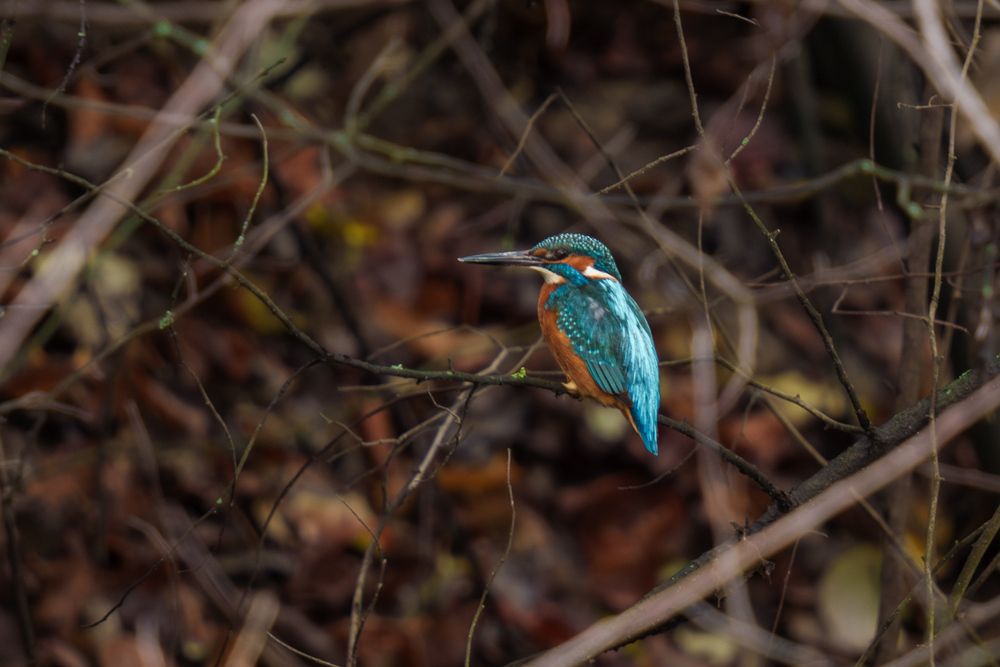 The Wildlife of Bulgaria