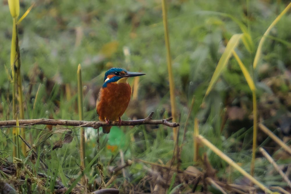 The Wildlife of Bulgaria