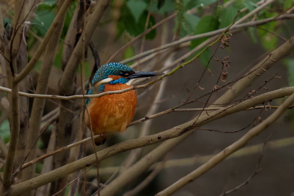 The Wildlife of Bulgaria