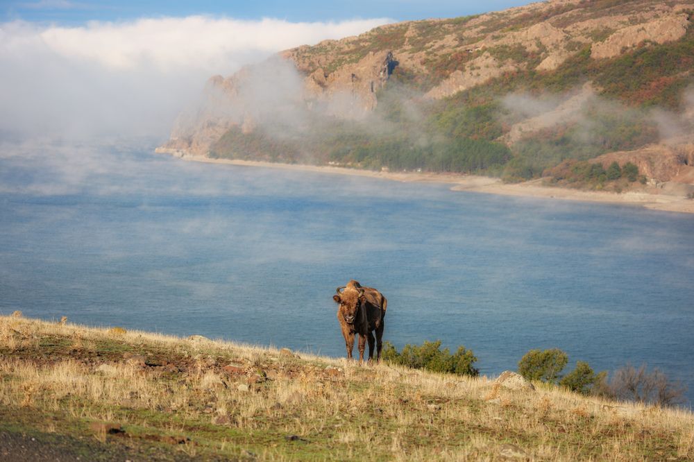 The Wildlife of Bulgaria