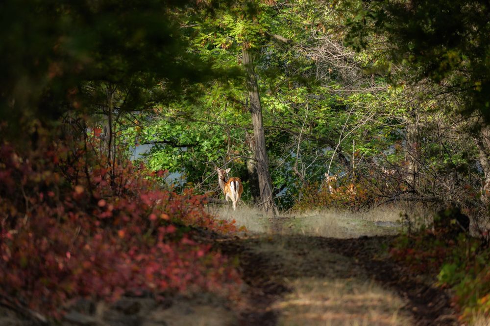 The Wildlife of Bulgaria